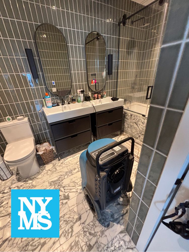 New York Mold Specialist