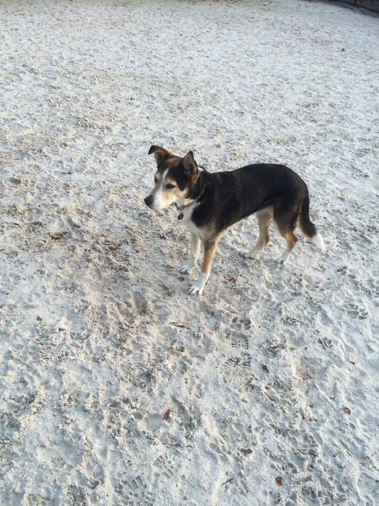 Dog Parks In Canton Baltimore Dog Parks In Canton Baltimore