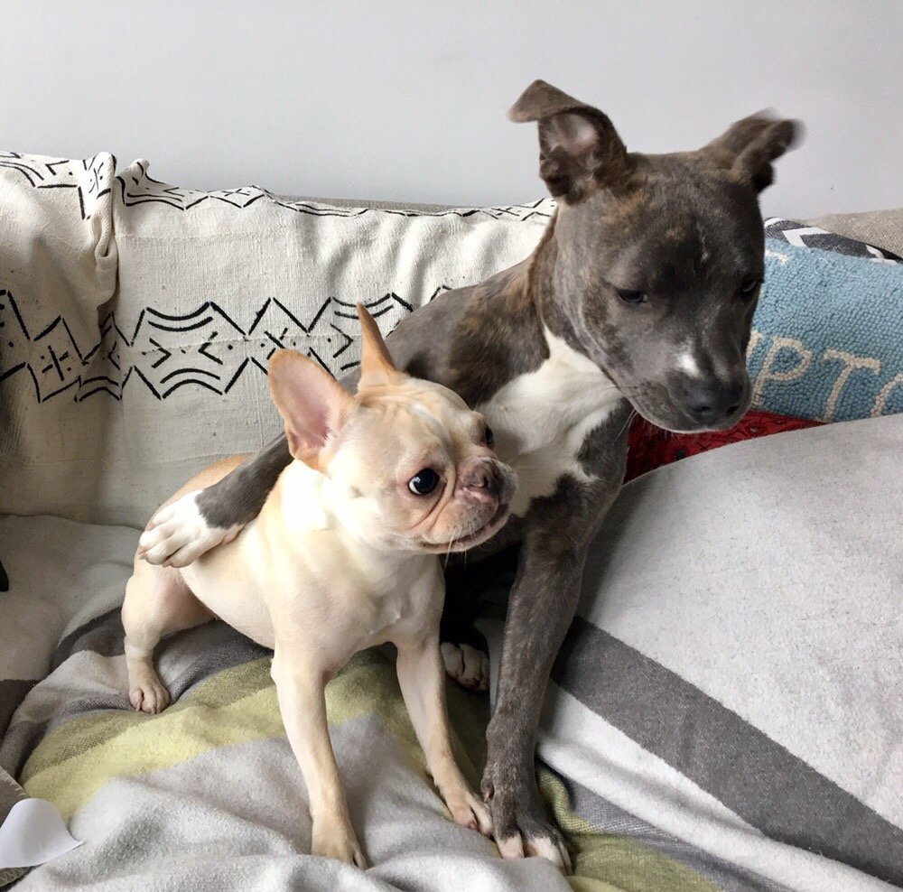 Humane Rescue Alliance