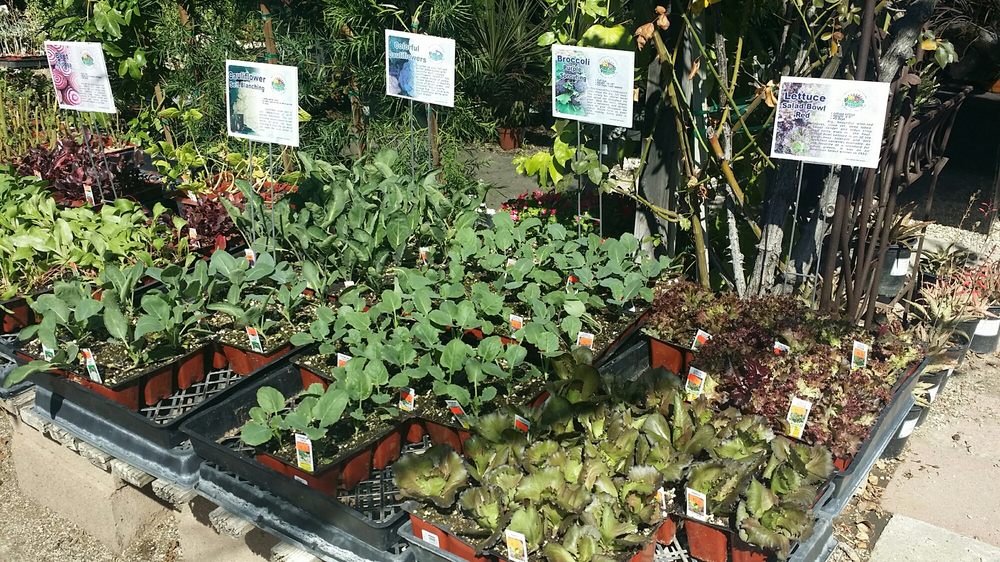 Bellefontaine Nursery 80 Photos 56 Reviews Nurseries Bellefontaine Nursery 80 Photos 56 Reviews Nurseries Gardening 838 S Fair Oaks Ave Pasadena Ca Phone Number Yelp