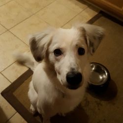 dog training lafayette la dog training lafayette la