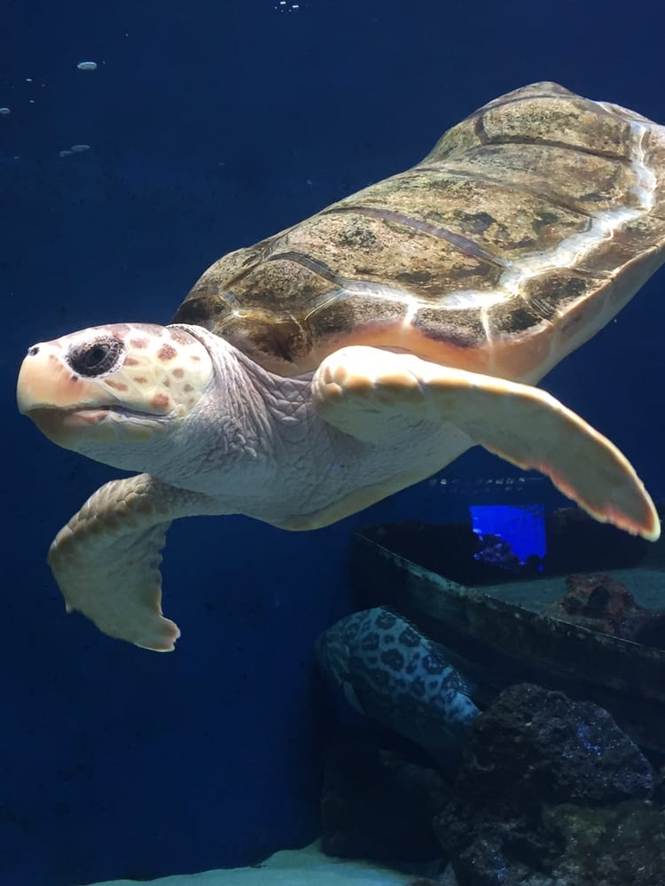 Birch Aquarium 1998 Photos & 662 Reviews Aquariums 2300 Expedition Way, La Jolla Shores