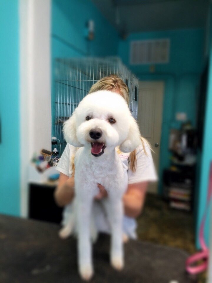 Uptown Pet Spa 31 Photos & 16 Reviews Pet Groomers 901 S Orange