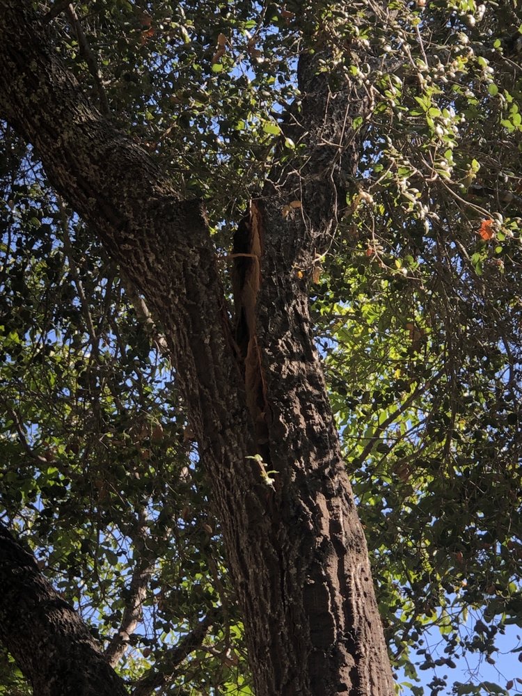 Signature Tree Solutions