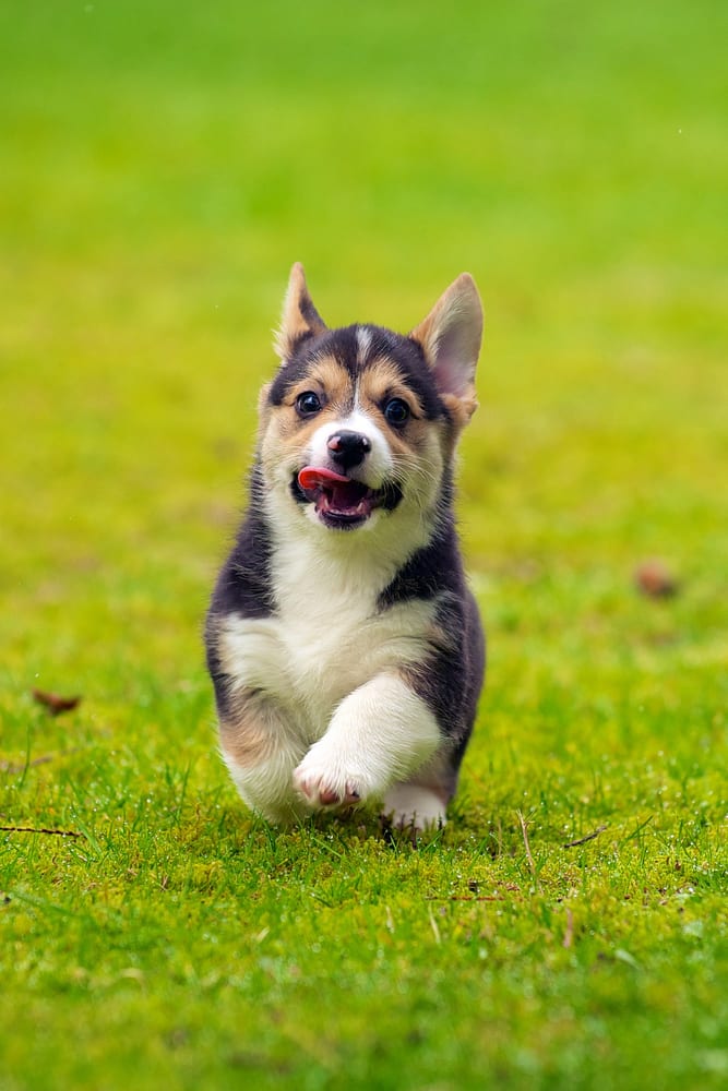 Pet Domestic Pet Waste Removal