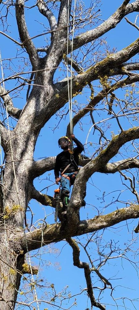 North Carolina Tree Removal