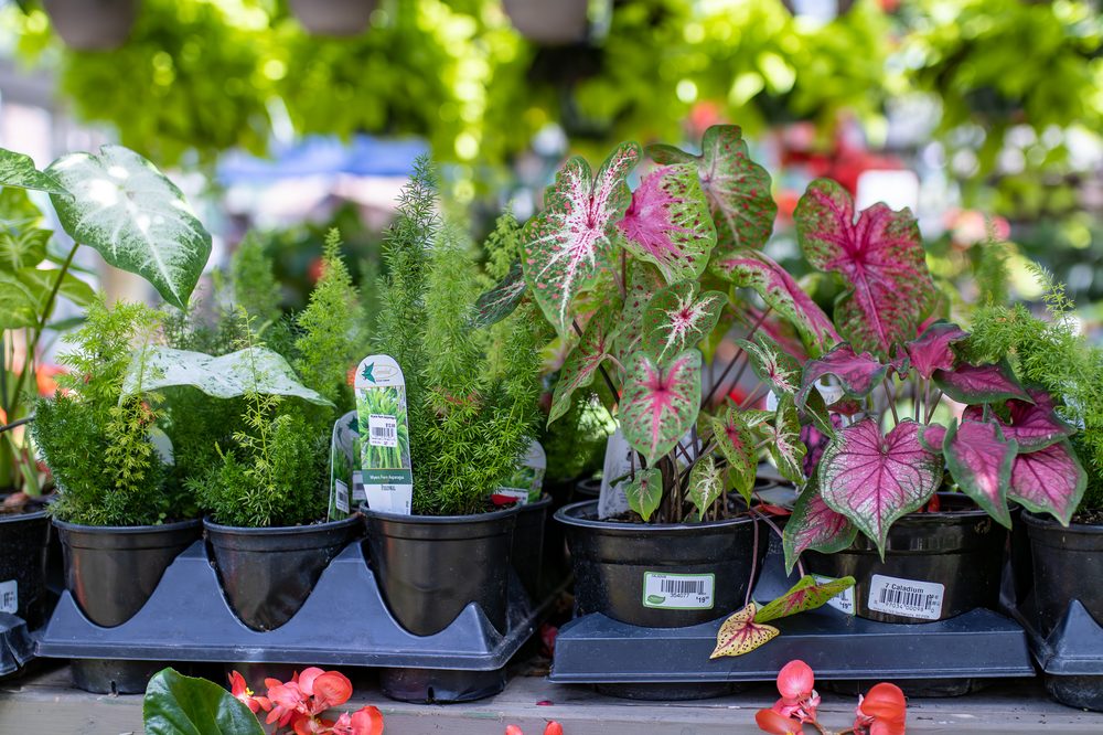 McDonald Garden Center