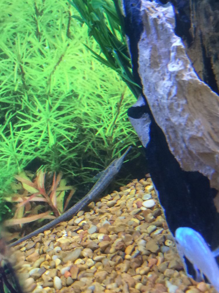 twig catfish yelp