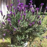 Armstrong Garden Centers 60 Photos 32 Reviews Nurseries Photo Of Armstrong Garden Centers La Canada Flintridge Ca United States Beautiful