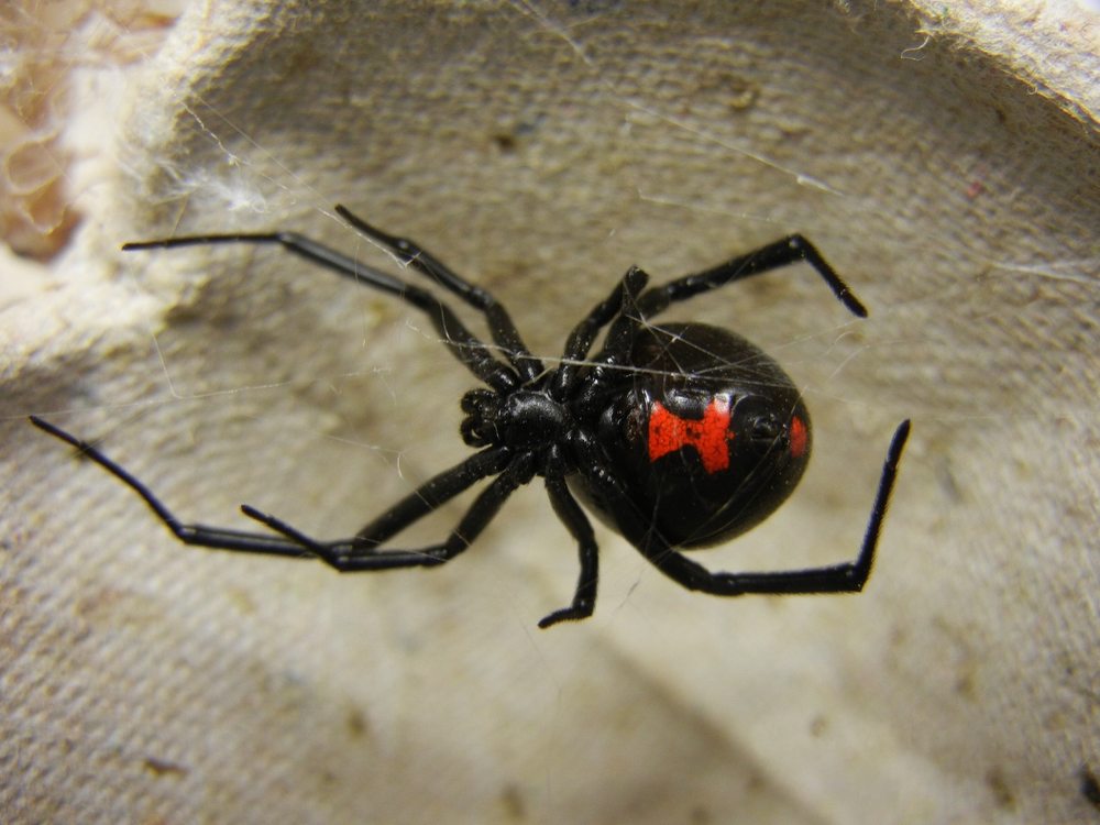 El Valle Pest Control