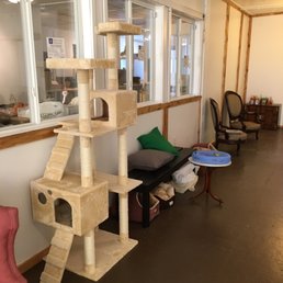 Photos for Nine Lives Cat Cafe - Yelp