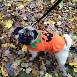 wissahickon pet minder 10 photos pet services 8015 flourtown