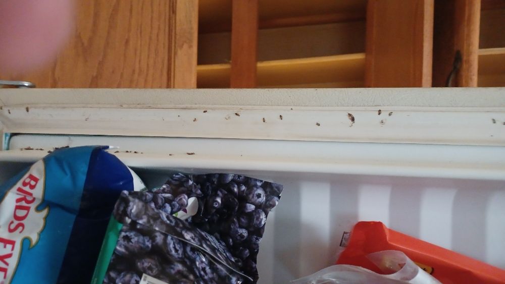 Kill'em Dead Pest Control
