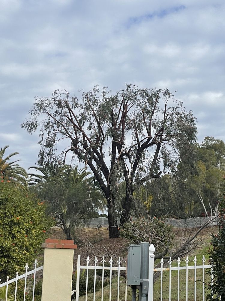 Two Brothers Tree Service