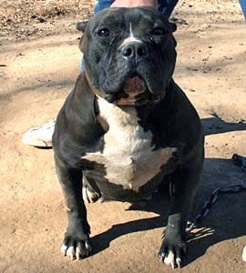 All Friendly Smog Test