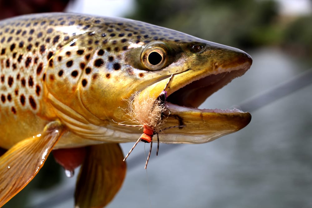 Big Sky Fly Fishers Fishing 2424 Elizabeth St
