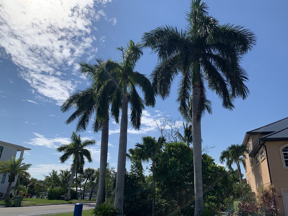De Jesus tree and landscape service