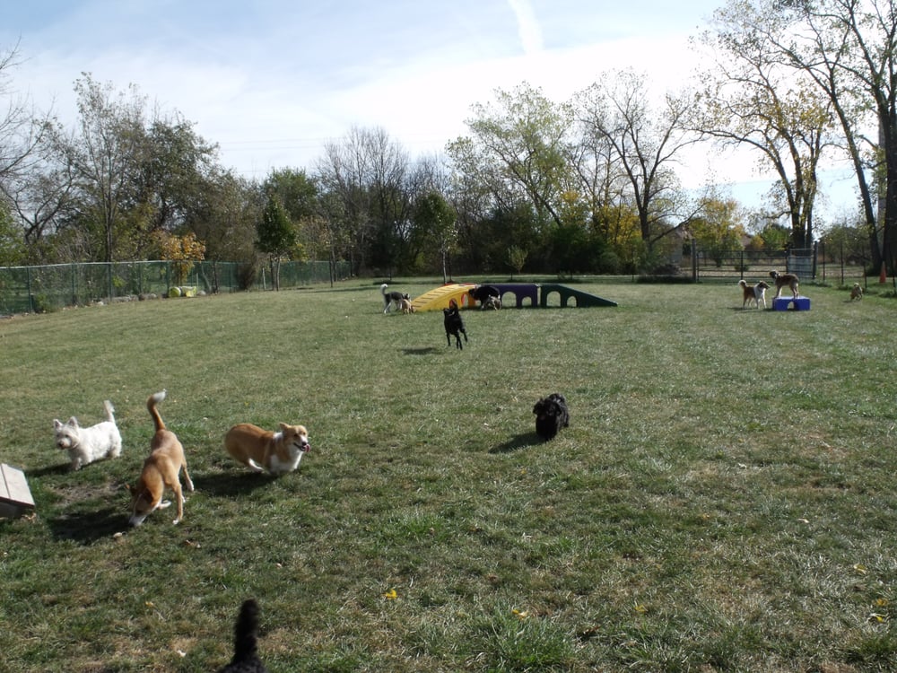 Camp K9 Pet Resort and Spa 20 Photos Pet Boarding/Pet Sitting