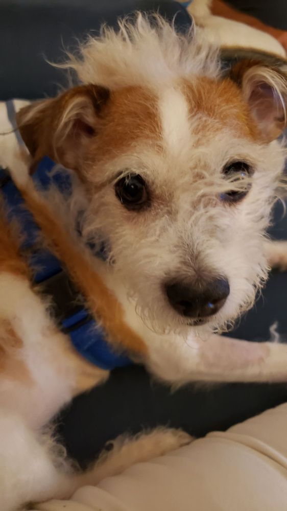 Milford Veterinary Services