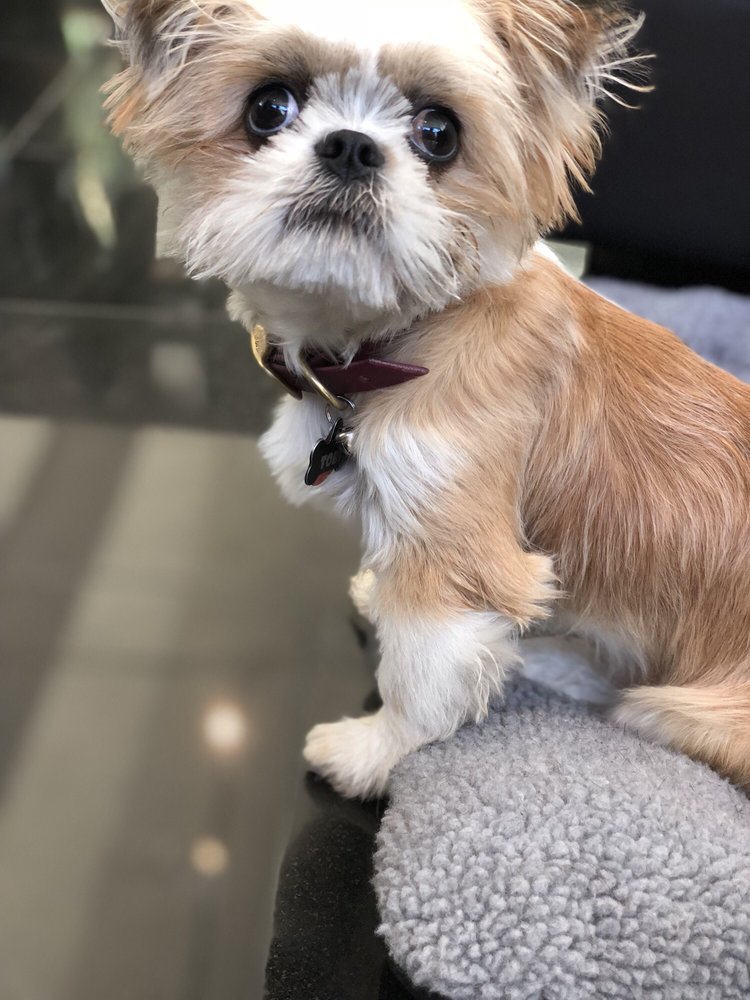 Original Grooming Experts