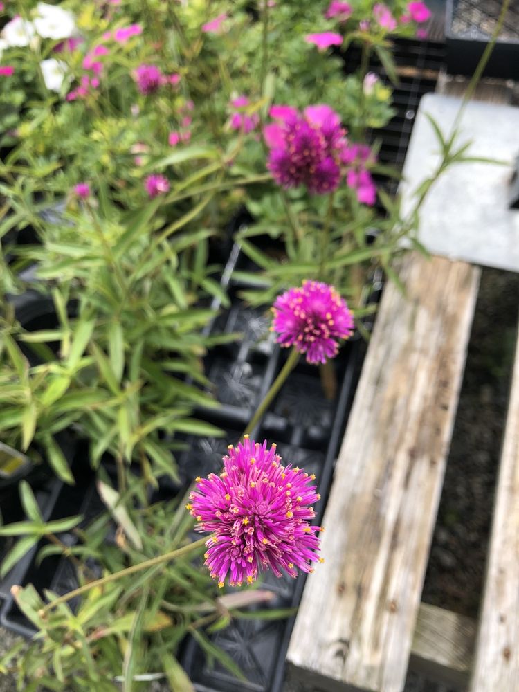 New Garden Landscaping & Nursery