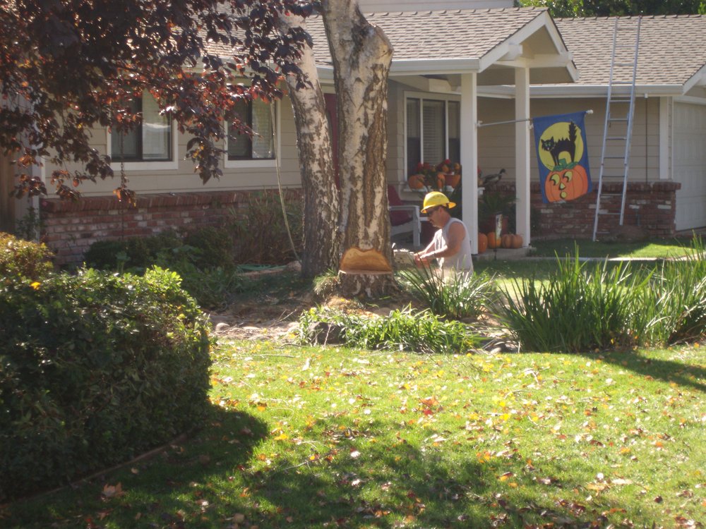 Chico Tree Service