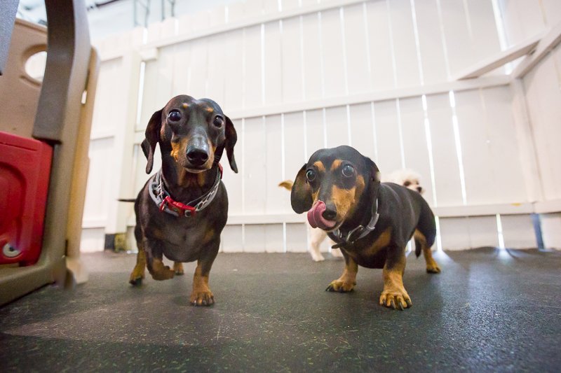 Healthy Hound Playground