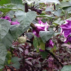 Greenpond Plants Closed Nurseries Gardening 1354 Rutherford Photo Of Greenpond Plants Greenville Sc United States Rich Deep Colors In