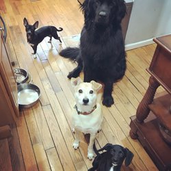 free dog sitters