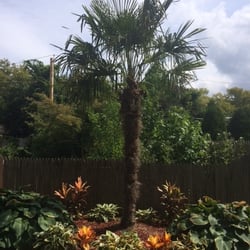 Long Island Palms Tropicals Nurseries Gardening 8 Glendale Photo Of Long Island Palms Tropicals Melville Ny United States Cold