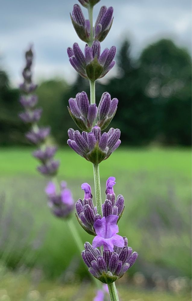 Hillcrest Lavender Farm