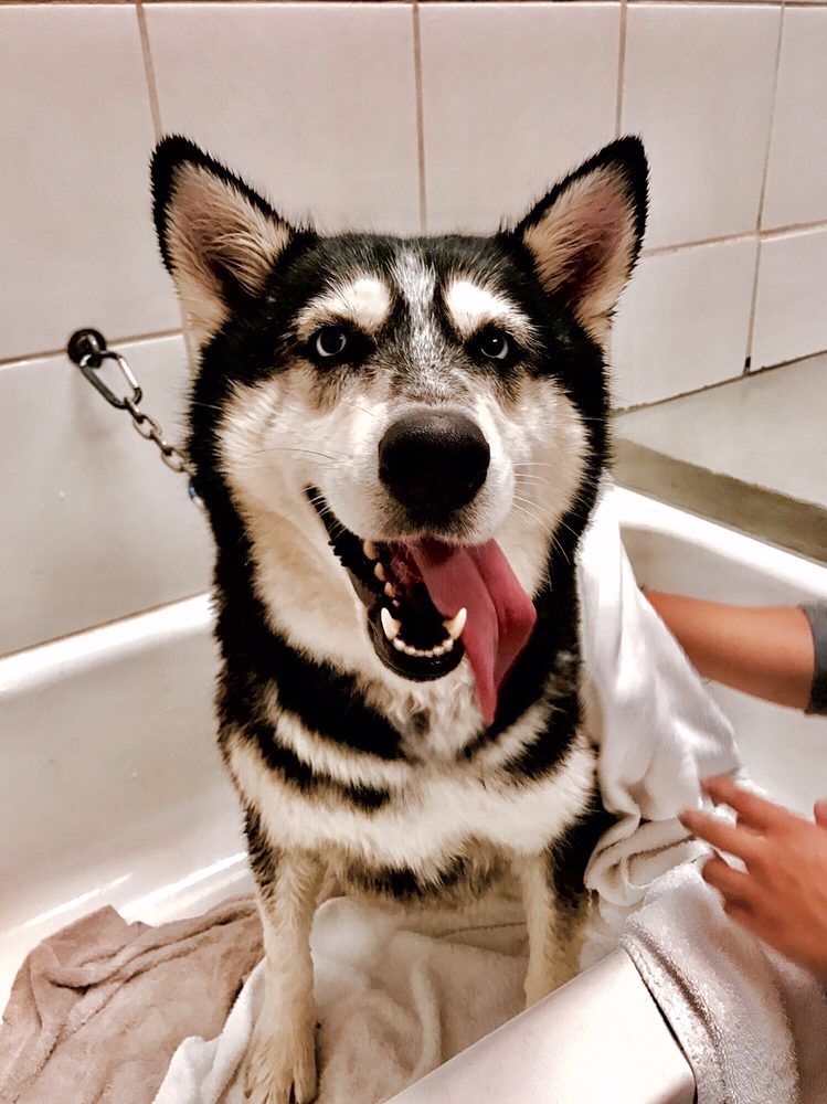 Scrubby Puppy Pet Wash & Salon 82 Photos & 182 Reviews Pet Groomers