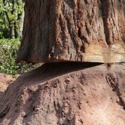 Tree Service Beaverton  Photo of J & F Tree Service Inc - Beaverton, OR, United States