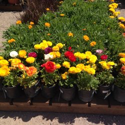 Plant World 27 Photos Nurseries Gardening 250 El Pueblo Rd Photo Of Plant World Albuquerque Nm United States