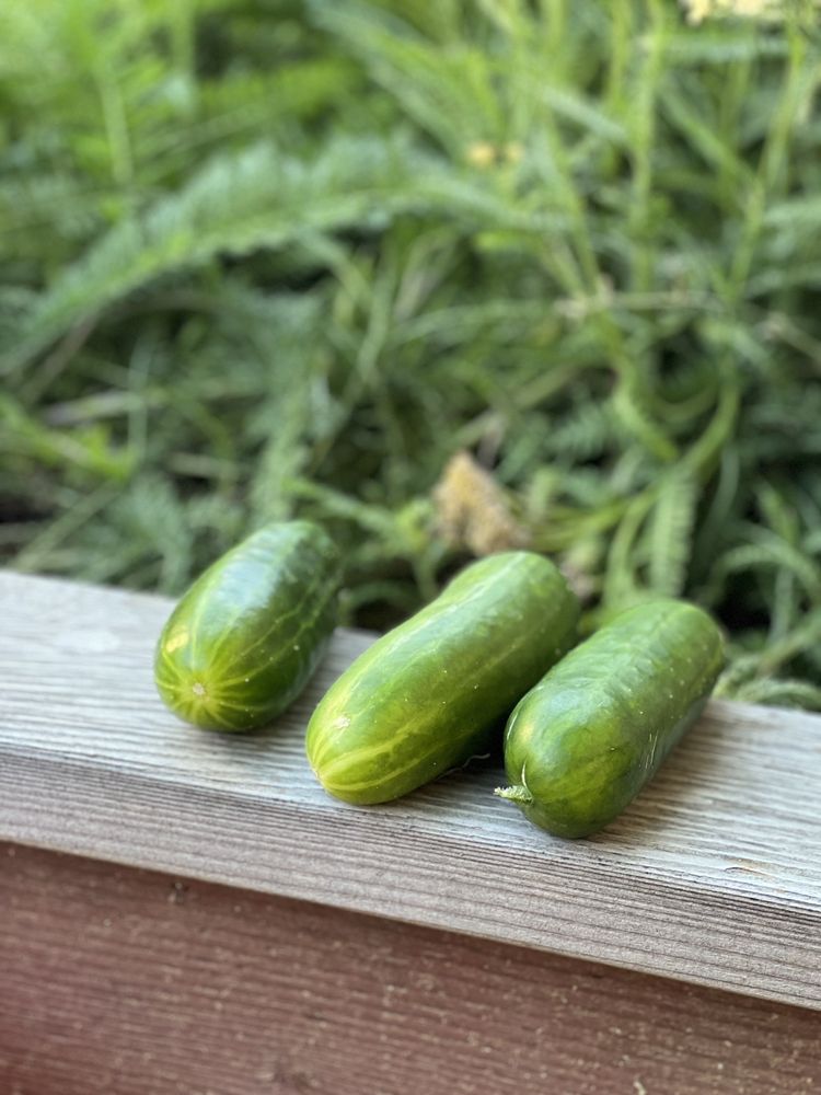 Cabbage Hill Animal-Free Fertilizer Co. Hope Gardens Landscaping