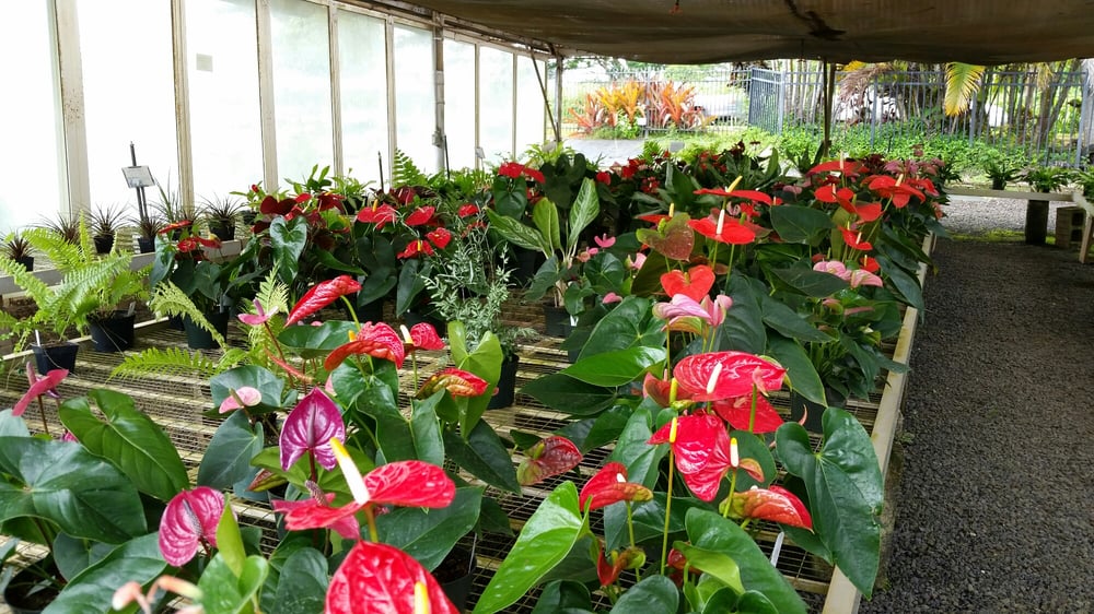 Photos For Kauai Nursery Landscaping Yelp Photo Of Kauai Nursery Landscaping Lihue Hi United States