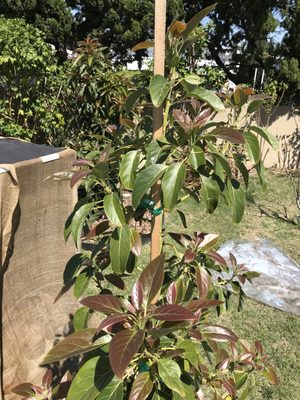 Atkins Nursery 3129 Reche Rd Fallbrook Ca Nurseries Mapquest