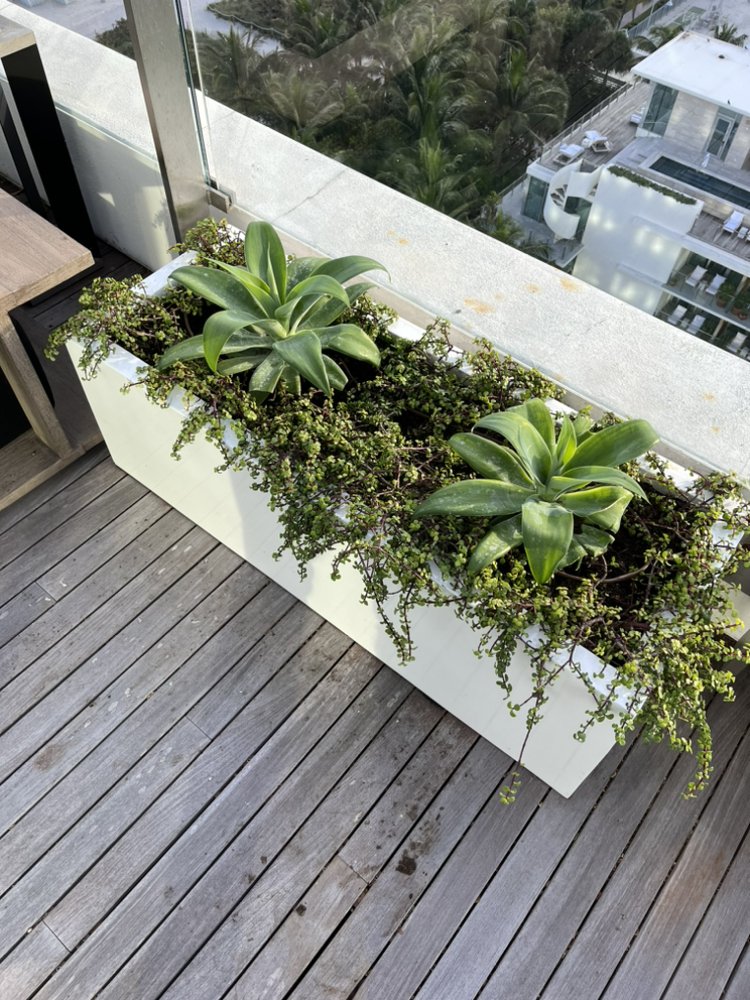 Terrariums For All - TFA Plants