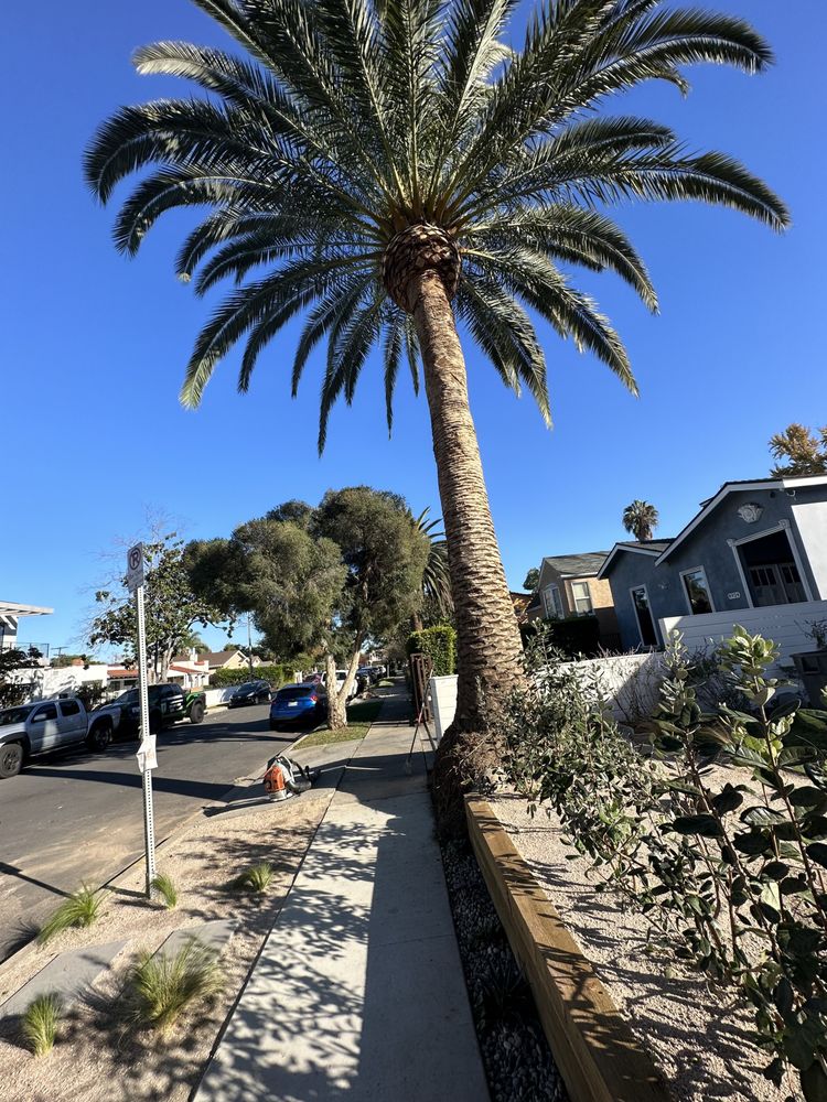 Tzuban Tree Services