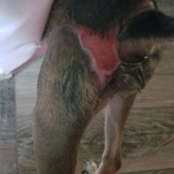 Texas Specialty Veterinary Services photo