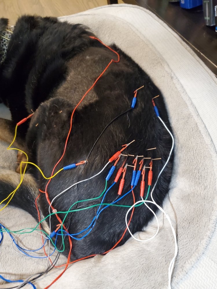 White Rock Veterinary Acupuncture
