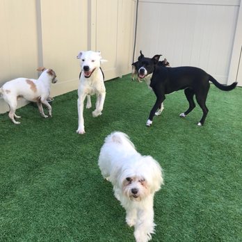 Dog Day Care In Fort Myers Fl Dog Day Care In Fort Myers Fl
