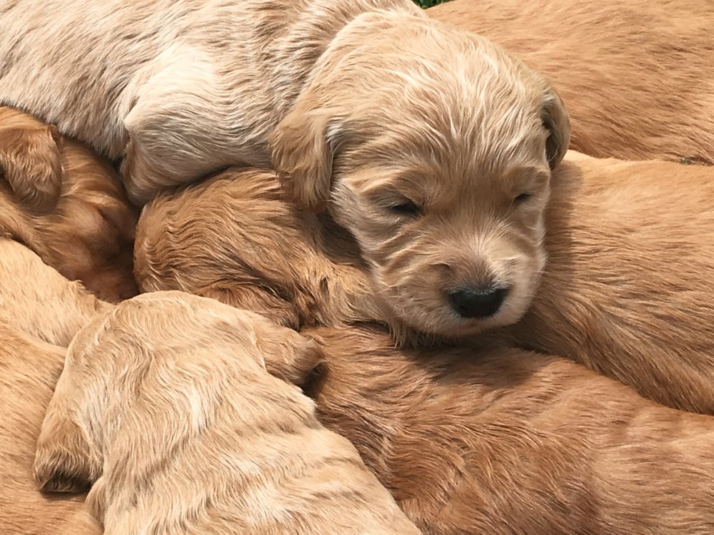 Your Puppy Hunter Image