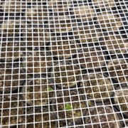 Photo of Exotica Rare Fruit Nursery - Vista, CA, United States