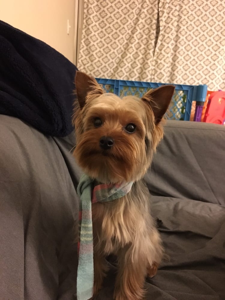 Adorable hair cut! - Yelp