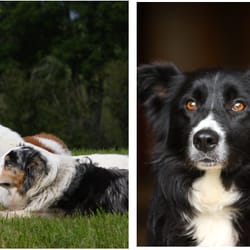 dressage chien savoie