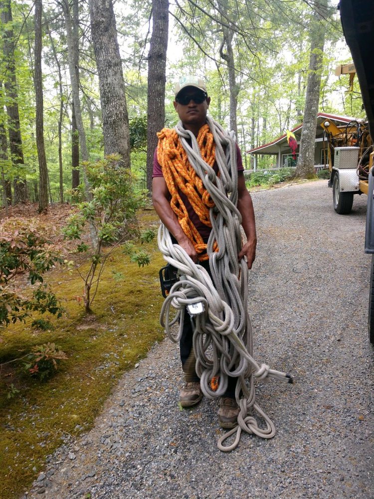 Mountain Tree Professionals