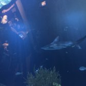 Shedd Aquarium - 2941 Photos &amp; 1587 Reviews - Aquariums ...