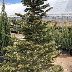 Heidrich S Colorado Tree Farm Nursery 18 Photos 14 Reviews Photo Of Heidrich S Colorado Tree Farm Nursery Springs Co United States