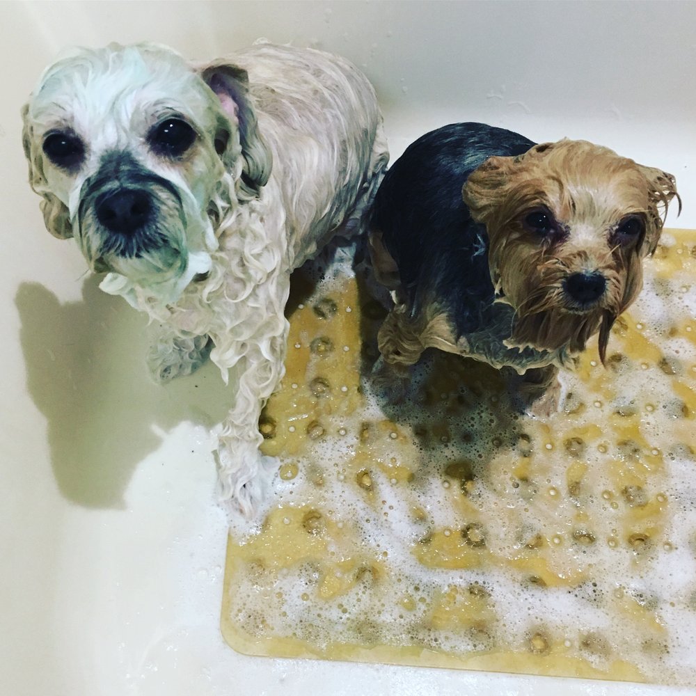 Westhampton Dog Grooming 35 Photos Pet Groomers 70 Oak St